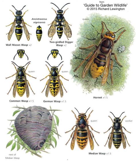wasps and hornets identification
